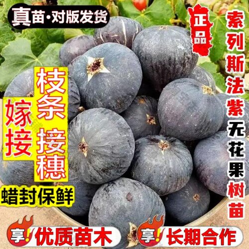 嫁接接穗枝条码子芽索列斯法紫无花果树果苗耐寒紫果无花果树苗南