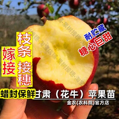 嫁接接穗枝条码子芽嫁接花牛苹果树果苗多汁浓香蛇果甘肃天水粉面
