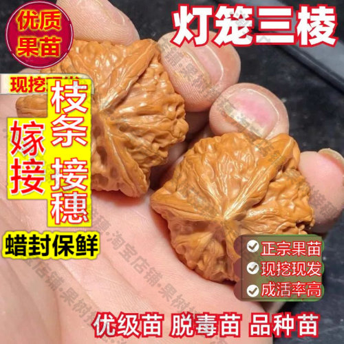 嫁接接穗枝条码子芽三棱灯笼文玩核桃树苗八棱山核桃多刺深纹狮子