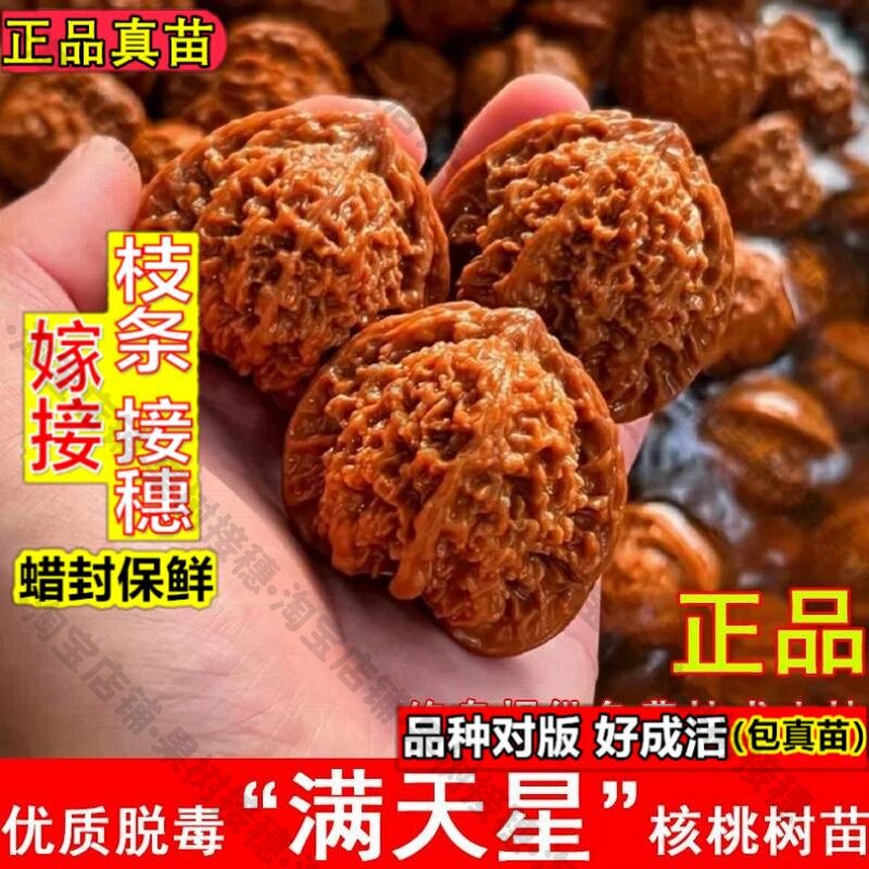 嫁接接穗枝条码子芽满天星狮子头文玩核桃树苗百花山官帽麻核桃苗