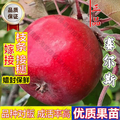 嫁接接穗枝条码子芽嫁接早熟赛尔斯红肉苹果树苗矮化庭院盆地栽耐