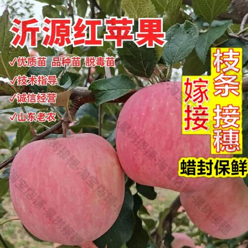 嫁接接穗枝条码子芽嫁接沂源红苹果树果苗烟台红富士脆甜北南方种