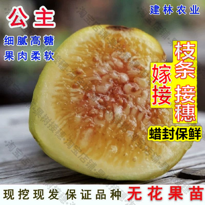 嫁接接穗枝条码子芽盆栽无花果苗Princesa（公主）无花果树苗四季