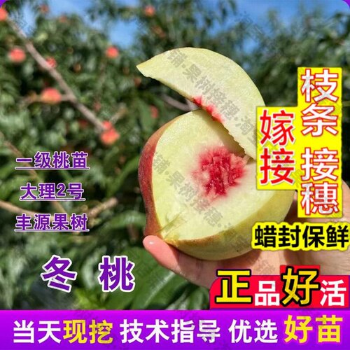 嫁接接穗枝条码子芽冬桃树苗脆甜离核中华2号桃苗特大冬雪蜜桃晚