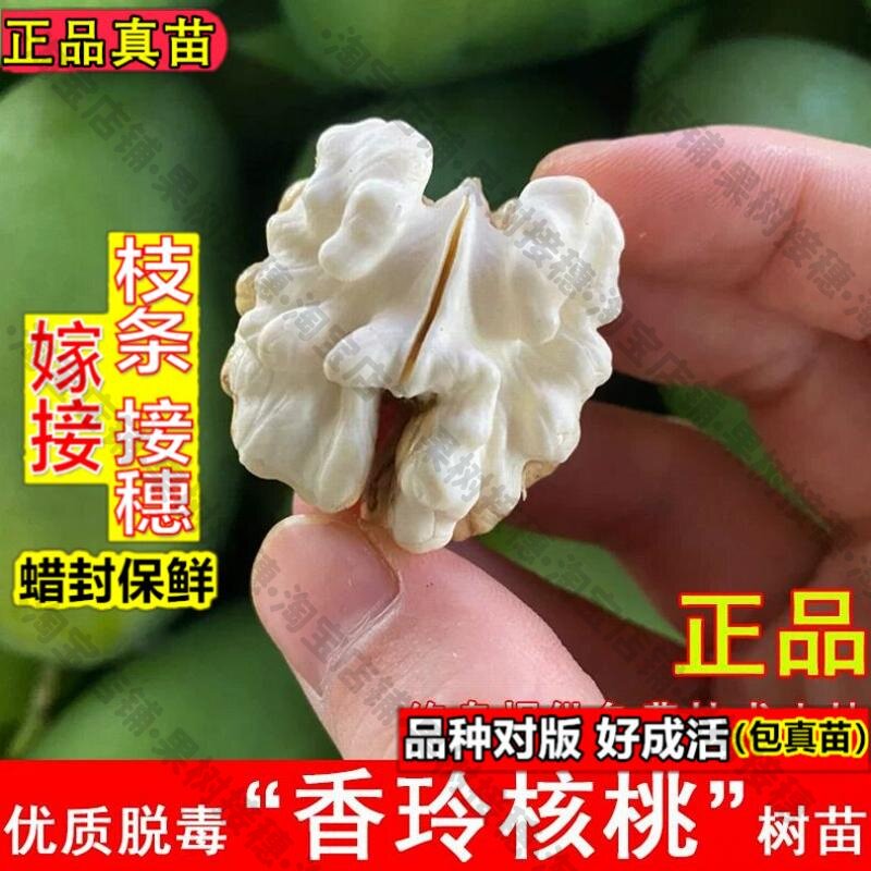 嫁接接穗枝条码子芽香玲核桃树苗薄皮薄壳纸皮核桃苗南方北方盆栽图片