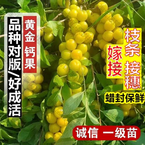 嫁接接穗枝条码子芽黄金钙果树苗嫁接中华黄欧李树苗樱桃树苖盆栽