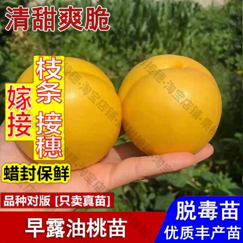 嫁接接穗枝条码子芽嫁接早露油桃树苗脆甜黄肉油桃苗6月成熟盆栽
