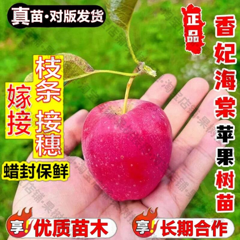 嫁接接穗枝条码子芽嫁接香妃海棠苹果树果苗耐寒东北鸡心果苹果树图片