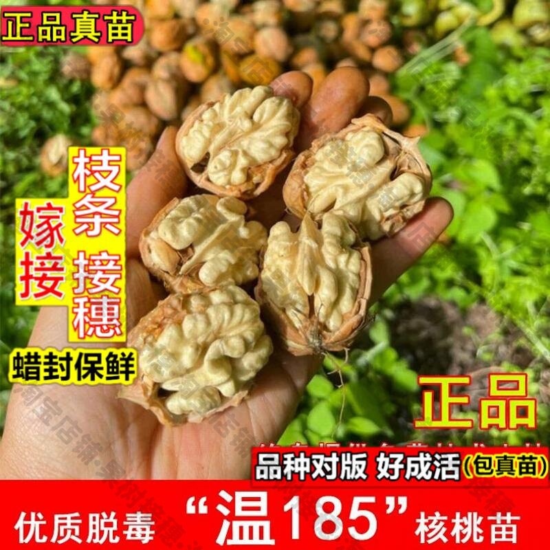 嫁接接穗枝条码子芽温185桃树苗新疆薄皮纸皮核桃果苗南方北方盆图片