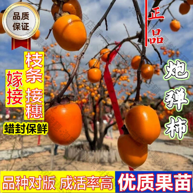 嫁接接穗枝条码子芽大果炮弹柿子水果种子/种苗
