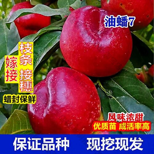 嫁接接穗枝条码子芽中油蟠7号油蟠桃树苗嫁接新品种黄肉7-11蟠桃