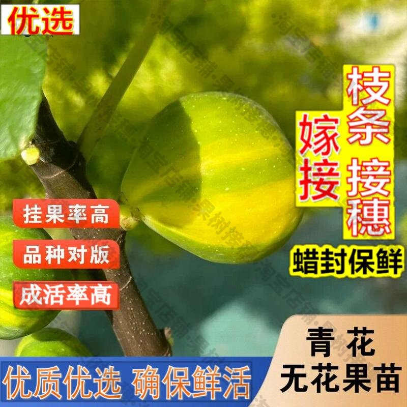 嫁接接穗枝条码子芽青花无花果苗果浓甜食用无花果树苗盆栽阳台庭图片