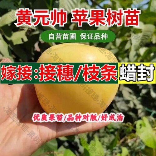 嫁接接穗枝条码子芽黄元帅苹果树苗金帅黄香蕉苹果苗嫁接阳台盆栽