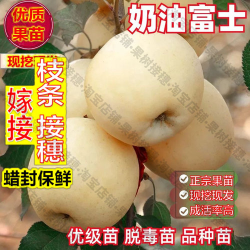 嫁接接穗枝条码子芽奶油富士嫁接苹果树苗耐寒晚熟南北方种植盆栽