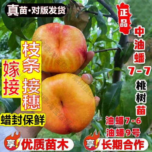 嫁接接穗枝条码子芽嫁接中油蟠7-7蟠桃树果苗中油蟠9号彩虹油蟠桃