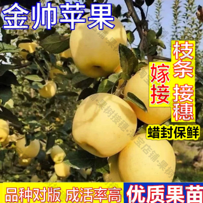 嫁接接穗枝条码子芽金帅苹果树果苗南方北方种植盆栽嫁接苗粉面庭