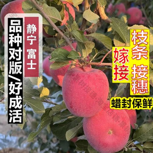 嫁接接穗枝条码子芽特大静宁红富士脆甜苹果树苗嫁接苹果苗南方北
