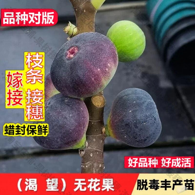 嫁接接穗枝条码子芽渴望无花果树果苗耐寒紫果无花果树苗南北方庭图片