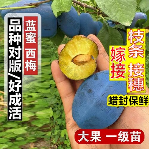 嫁接接穗枝条码子芽耐寒蓝蜜西梅树树苗嫁接特大离核李子西梅苗盆