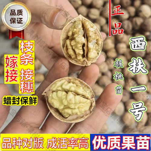 嫁接接穗枝条码子芽嫁接西扶一号核桃树苗庭院盆地栽纸皮核桃树苗