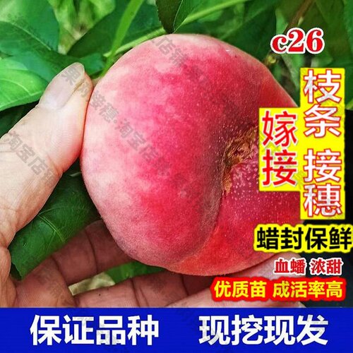 嫁接接穗枝条码子芽C26红肉蟠桃苗新品种桃树果苗特大嫁接浓甜南
