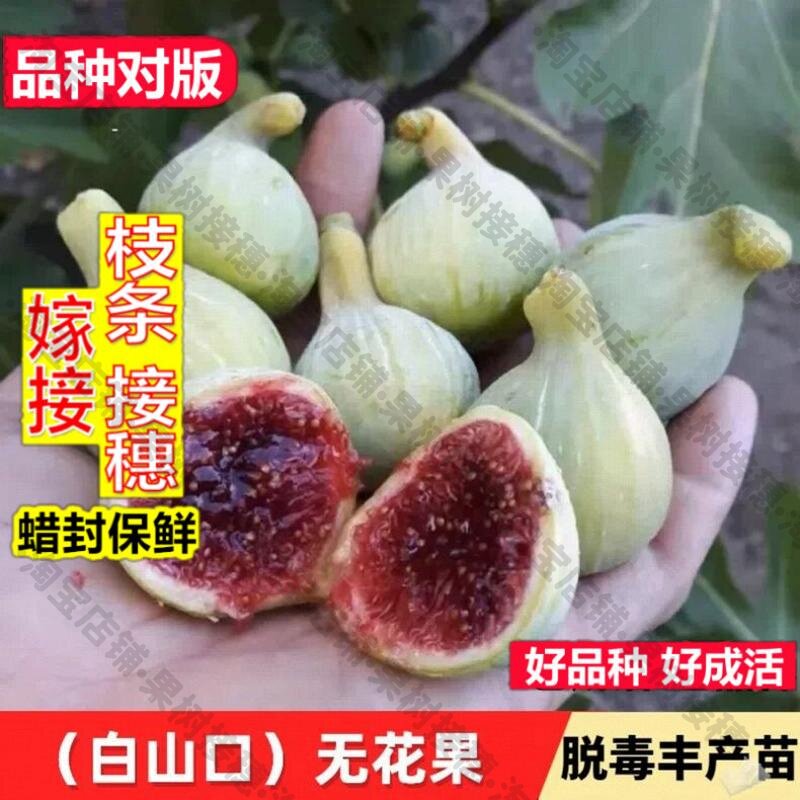 嫁接接穗枝条码子芽无花果树苗白山口无花果苗盆栽地栽南方北方种图片