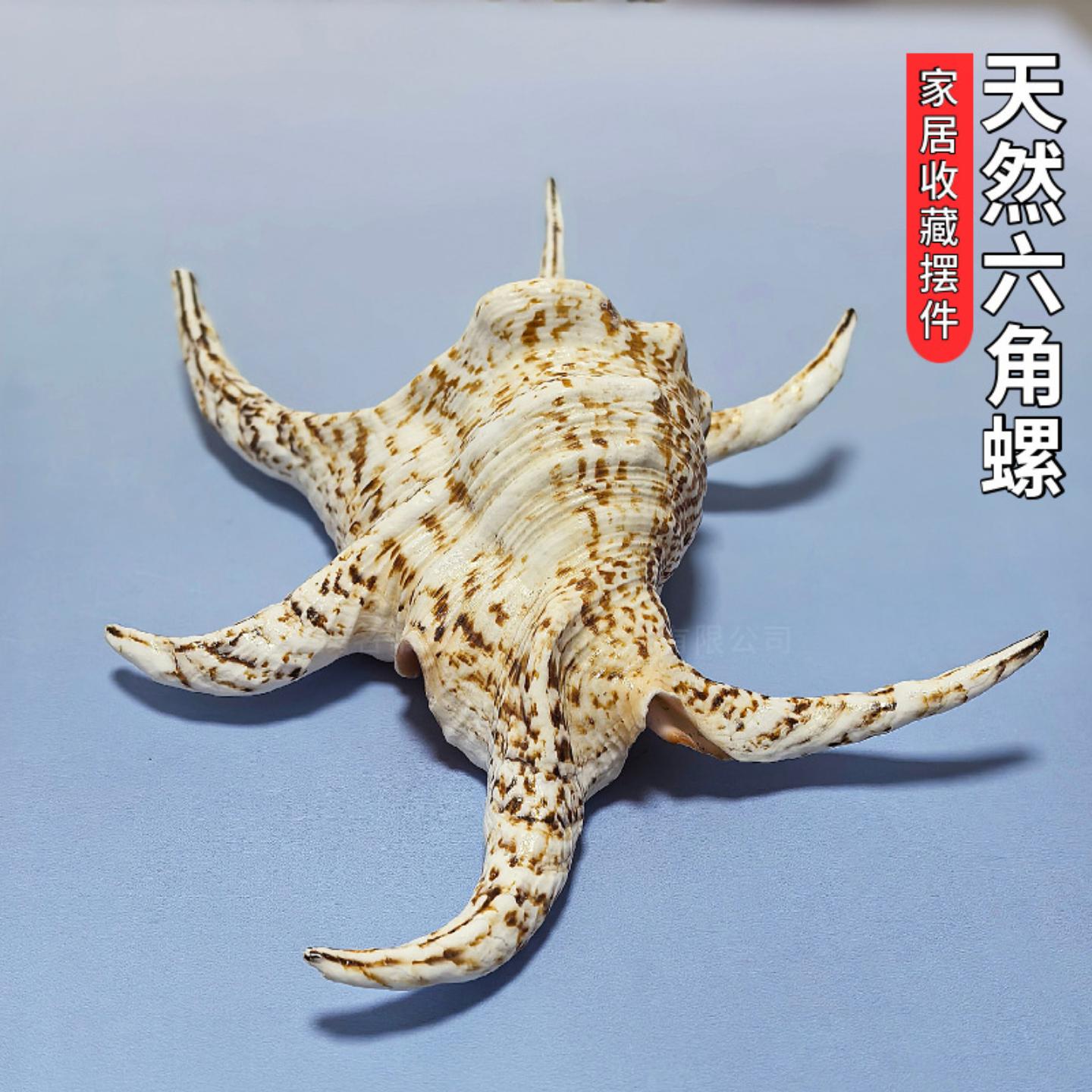 天然海螺贝壳六角螺大标本收藏