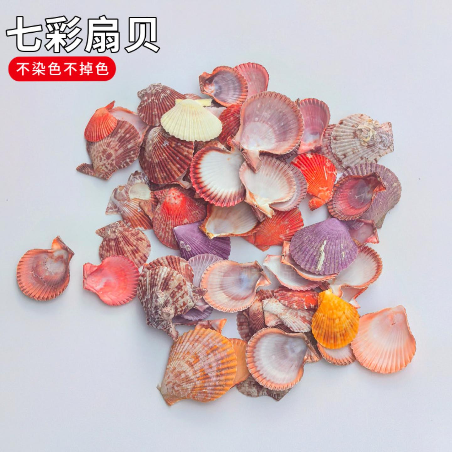 天然七彩贝扇贝壳幼儿园学校diy