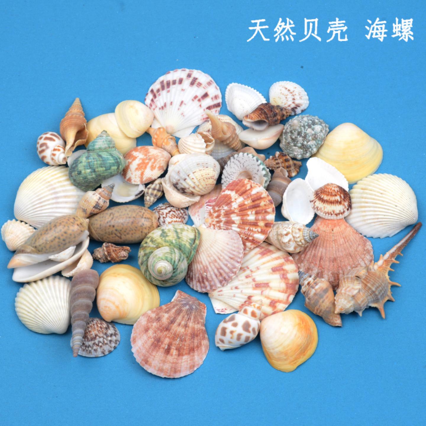 贝壳海星摆件装饰海螺鱼缸造景