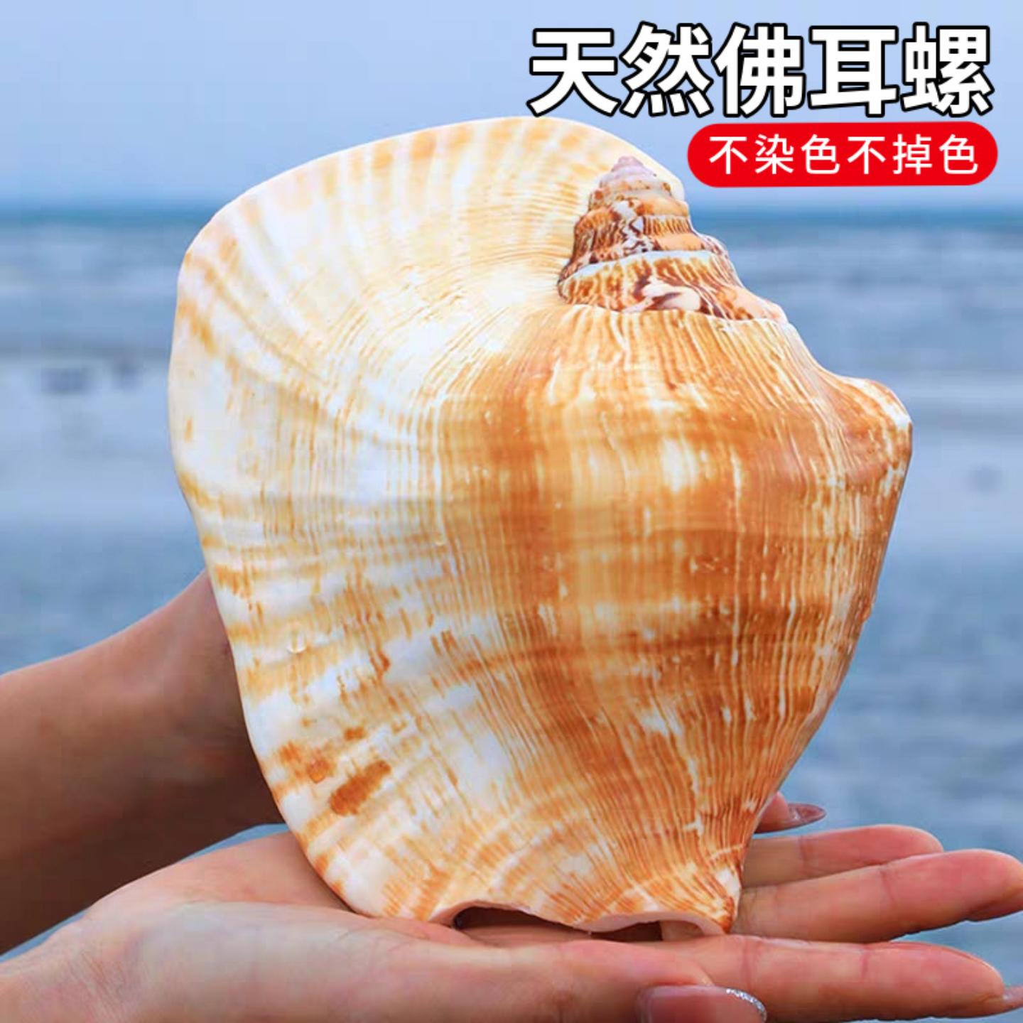 佛耳螺天然超大贝壳海螺耳朵螺