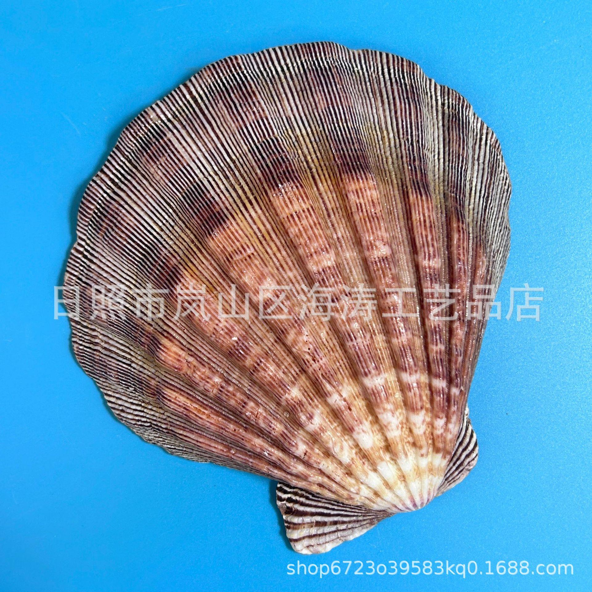 天然海螺贝壳鱼狮大饰爪贝狮SZB爪贝缸水族装工艺品 餐具海洋