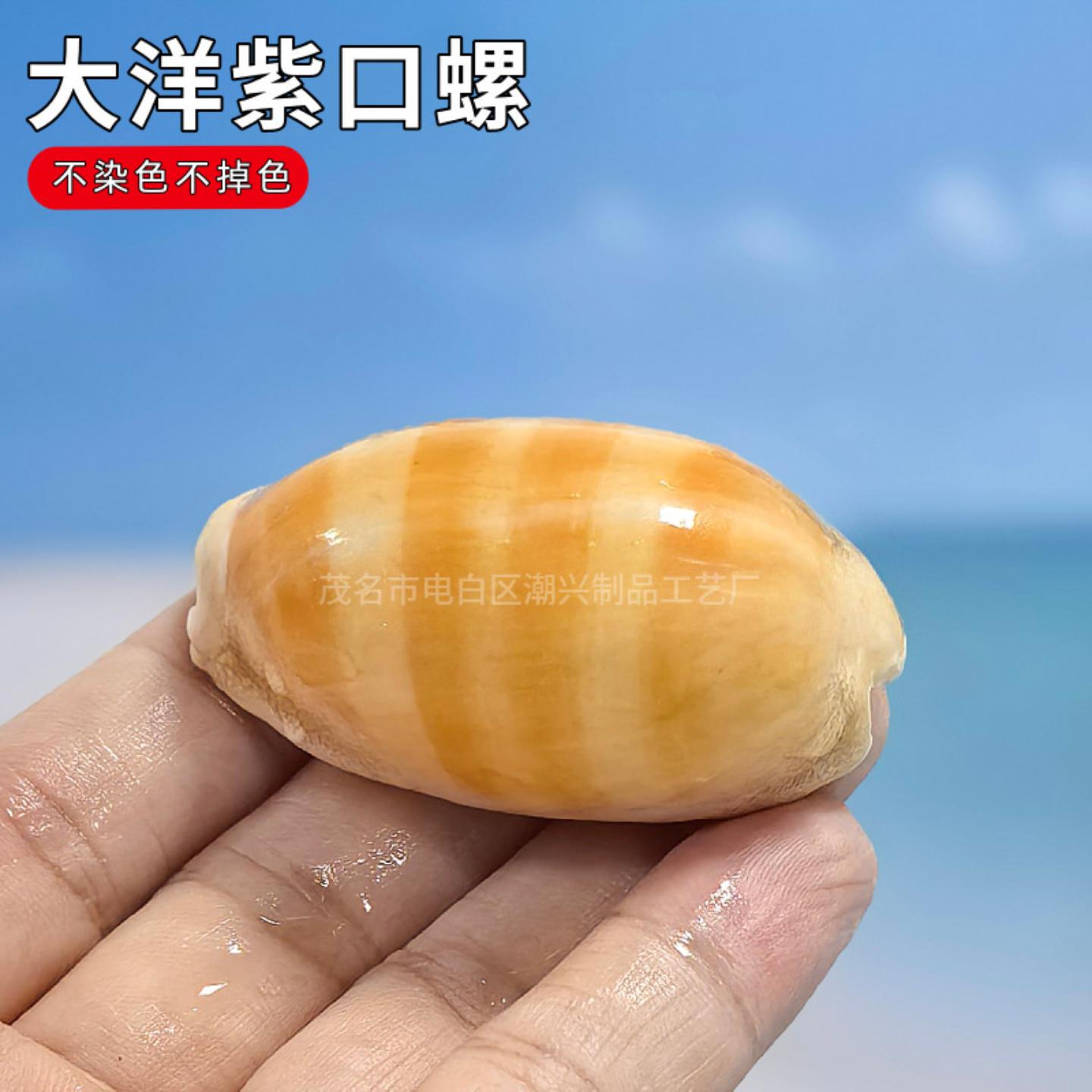 大洋紫口宝螺天然海螺稀有标本