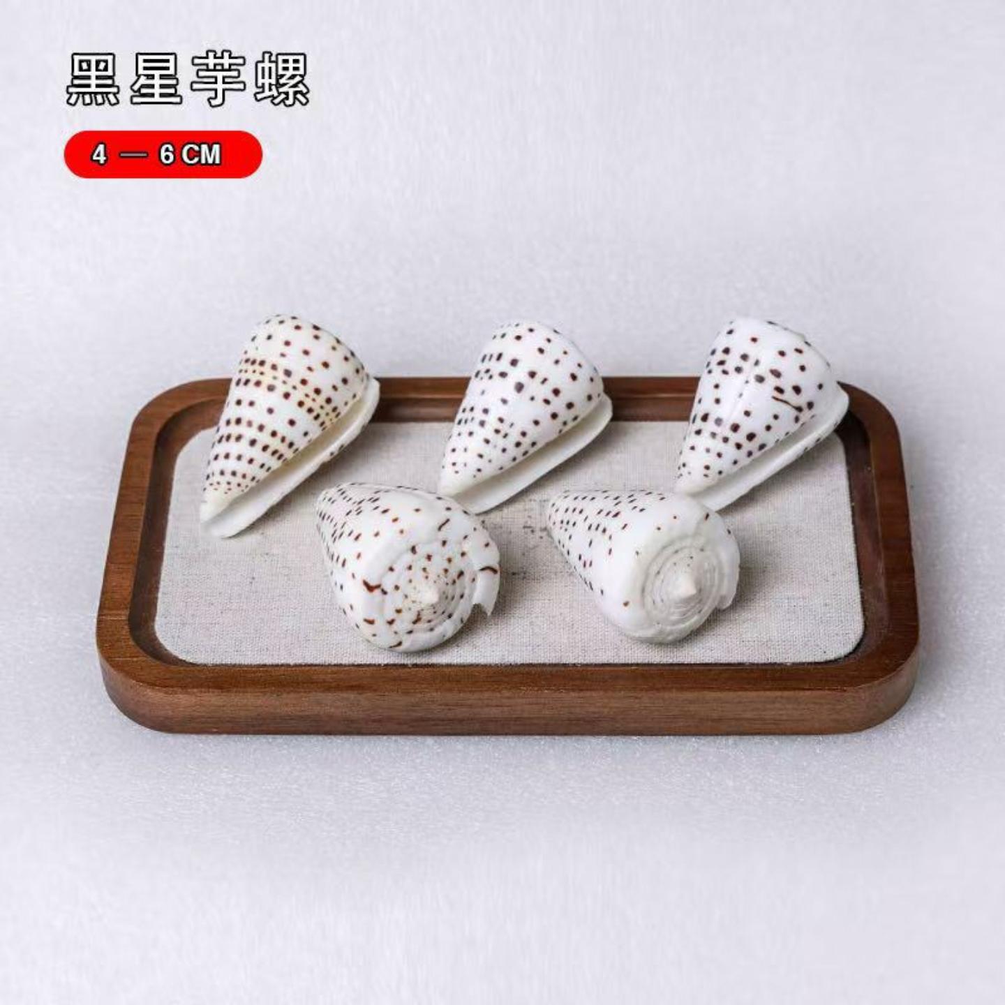 黑星芋螺天然海螺贝壳标本螺装饰