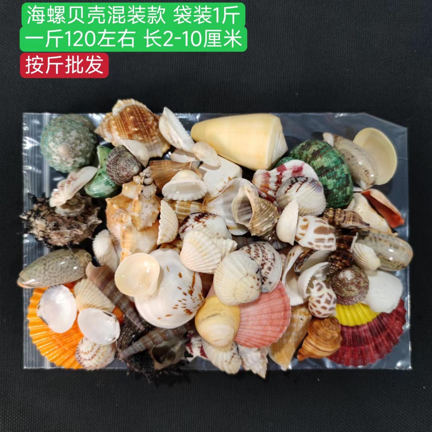 天然贝壳海螺混装款袋装打孔款