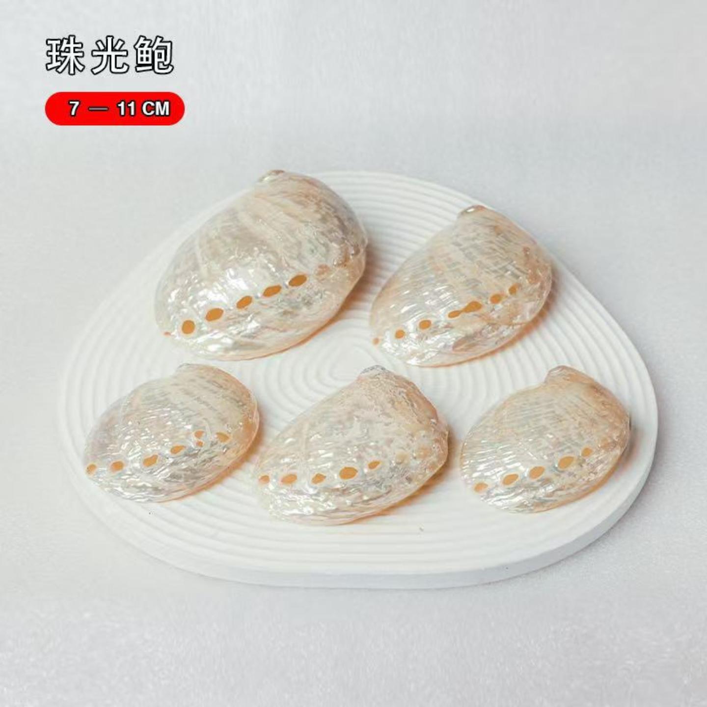 珠光鲍鱼壳荧光天然海螺贝壳