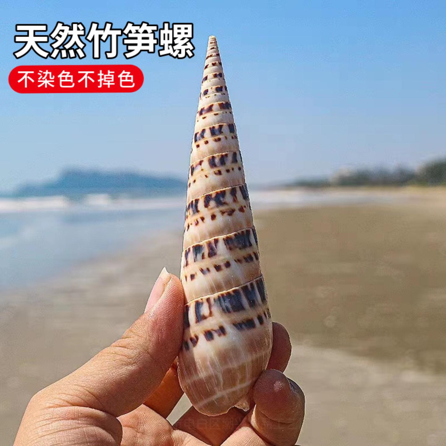 竹笋螺海螺贝壳摆件收藏标本鱼缸
