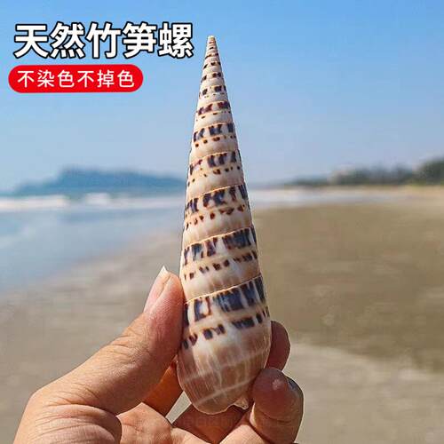 竹笋螺海螺贝壳摆件收藏标本鱼缸