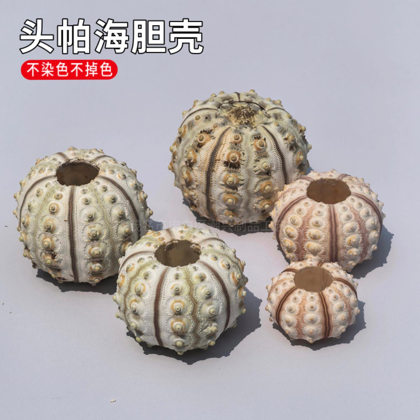 天然海螺贝壳头帕海胆拍摄收藏