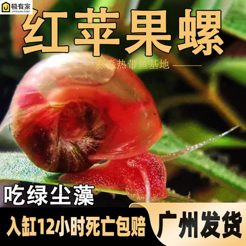 红苹果螺水草缸除藻清洁大瓶