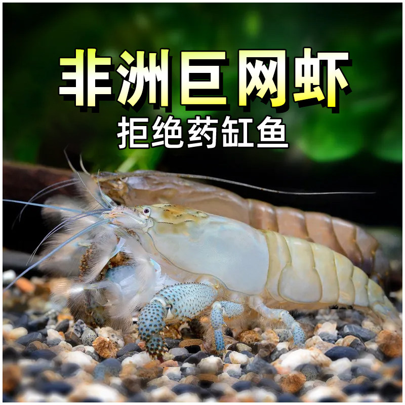 非洲巨网虾网球虾草缸混养不吃小鱼小虾清洁虾除藻虾