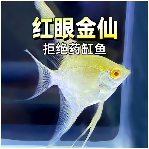 红眼金仙神仙鱼热带鱼观赏鱼活鱼