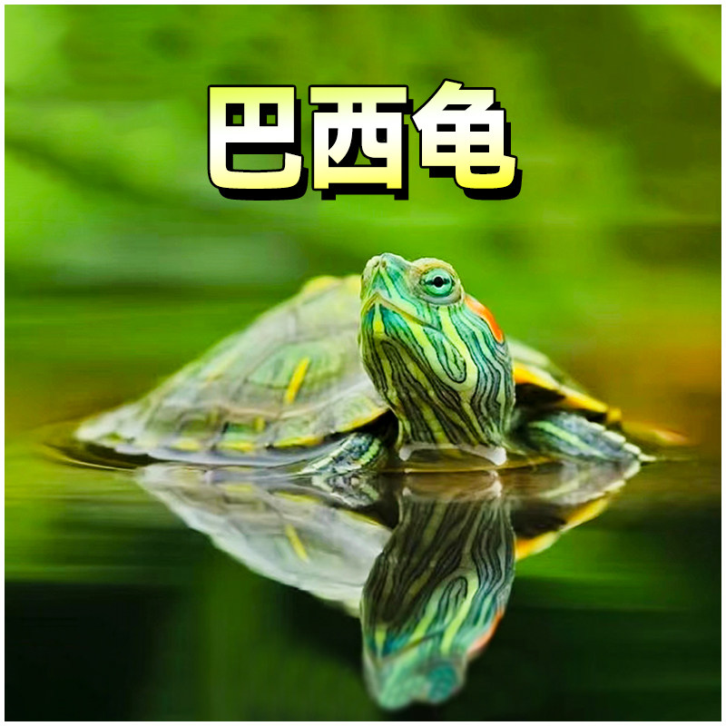 巴西龟苗小型活体绿色彩龟苗招财观赏龟红耳可爱宠物龟浅水长寿龟
