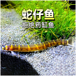 蛇仔鱼苦力鳅工具清道夫热带小型精灵鱼缸清理粪便垃圾吃蛋白虫崽