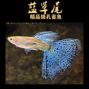 蓝草尾兰草尾孔雀鱼凤尾鱼纯种水草缎带观赏活鱼精品大尾怀孕临产