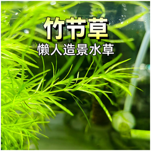 竹节草鱼缸造景观赏鱼躲避净化水草印度小竹节懒人易养活体草