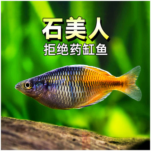 石美人鱼热带红苹果红尾