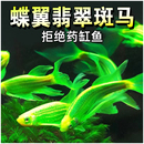 观赏鱼小型淡水好养小鱼热带蝶翼长鳍长尾斑马鱼活鱼红绿灯科孔雀