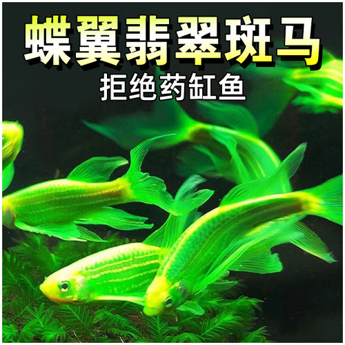 观赏鱼小型淡水好养小鱼热带蝶翼