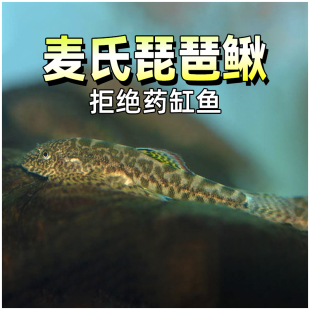 麦氏琵琶鳅爬岩吸鳅清道夫水草缸除水藻双吸原生冷水工具鱼紫鳍