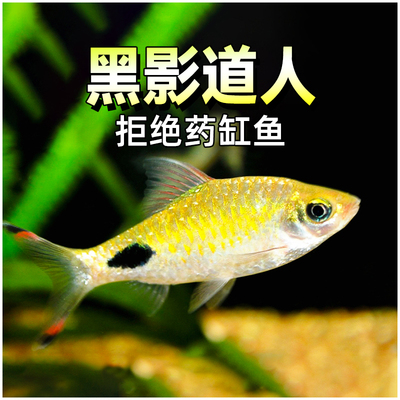 黑影道人水草缸群游之王热带